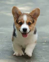 Corgi Yavru Cok Sirin Hayvanlar Hayvan Bebekler Sevimli Hayvan Yavrulari