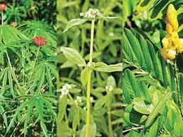 Some persons call it awolowo leaf independent leaf. Local Herbs For Fungal Infections Identified Features The Guardian Nigeria News Nigeria And World News