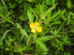 Image result for Ludwigia octovalvis