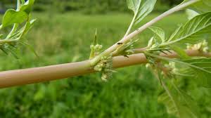 Image result for Amaranthus spinosus