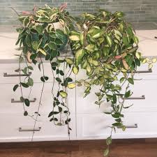 The insides of the l size: Hoya Krimson Queen L And Hoya Carnosa Tricolor R Plantas Interiores