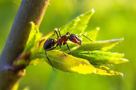 Pioneer pest is here to help! Pin On Kitchen