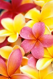 Plumeria Flowers Plumeria Flowers Most Beautiful Flowers Flowers Nature
