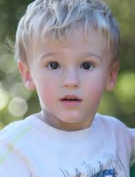 Dog that bit, killed 2-year-old Cape Coral boy is euthanized