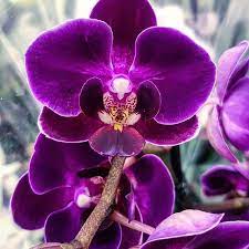 Orchids Fred Kay Photo Selected By Ponyfony Thank You For Tagging Ponyfony Flowers Heavy Min Orchid Flower Types Of Flowers Orchids