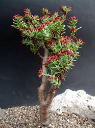 Image result for Crassula sarcocaulis