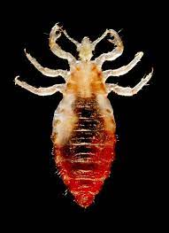 Body Louse Meaning In Marathi Hinkhoj English Marathi Dictionary