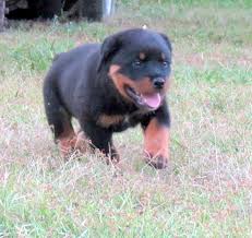 We did not find results for: Alfalar Rottweiler Puppies For Sale Florida Rottweiler Breeder Trainer