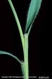 Image result for Anthoxanthum