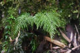 Image result for Abrodictyum