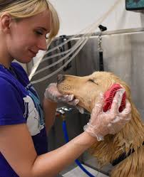 Peggy Adams Animal...