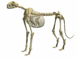 Cheetah Skeleton 3d Model Ad Cheetah Skeleton Model