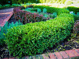 Soil meters are available at nurseries and garden centers. Korean Boxwood Shrubs For Sale Online The Tree Center