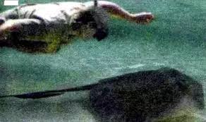 Steve irwin died tragically at age 44 when a stingray barb struck him in the heart september 4, 2006. The Last Picture Of Steve Irwin Taken Moments Before His Death Pics