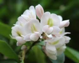 Image result for Craibia