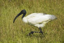 Black Headed Ibis Threskiornis Melanocephalus Black Headed Ibis Wikipedia Wild Animals Pictures Ibis Animals Information