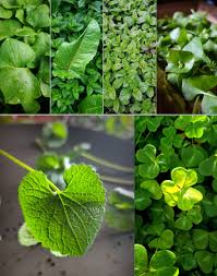 Image result for Viridivia