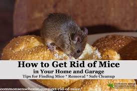The Best Ways Get Rid Of Mice In Your House And Garage With Images Getting Rid Of Mice Mice Repellent Catching Mice