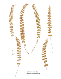 Image result for Stomatanthes sp.no.1