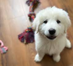 We have 4 males and 2 females available. The Great Pyrenees Dog The Protector With A Heart Of Gold K9 Web