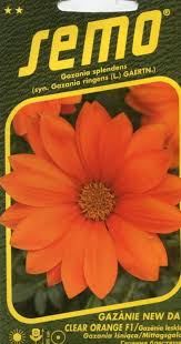 Image result for foto Gazánie