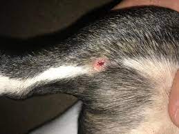 Any Recommendations To Treat Dog Skin Ulcer Petcoach