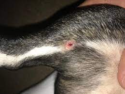 These ulcers form over bony prominences. Any Recommendations To Treat Dog Skin Ulcer Petcoach
