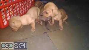 Dogs classified ads in pakistan at discounted sale price to sell or buy. Dachshund Puppies Hyderabad Free Classifieds