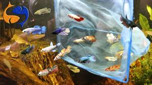 30 Bettas Added To Aquarium The Largest Betta Sorority On Youtube 2020 In 2020 Betta Fish Tank Betta Fish Types Fish Tank Decorations