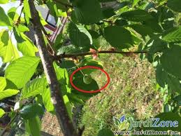 Les Cerises Fanent Sur L Arbre Jardizone