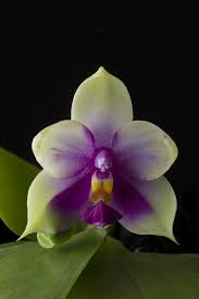 Image result for Disperis sp. nov. aff. macowanii