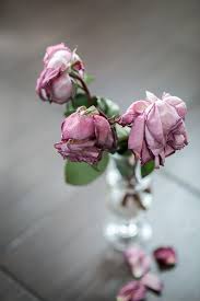 Flower vase pink free photo. Rose Vase Dead Dried Flowers Flowers Petals Pink Sorrow Roses Pikist
