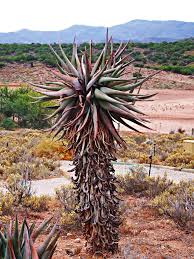 Image result for Coleochloa setifera