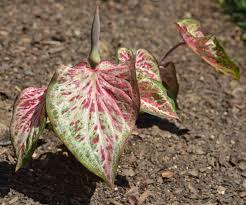 File Caladium Candyland Leaves Jpg Wikimedia Commons