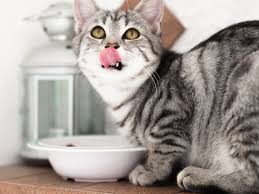 The Ultimate Guide to Health and Nutrition for Cats and Dogs – PetMax