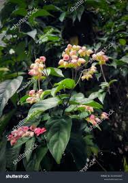 Image result for Clerodendrum umbellatum