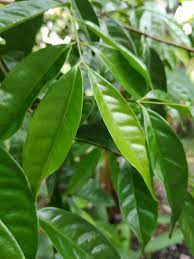 Serai memiliki kandungan zat anti mikroba, kandungan. Pokok Salam Atau Serai Kayu Atau Samak Anak Pokok Benih Dherba Com