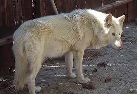 Purpose of german shepherd aka alsatian wolf dog centered on retaining the dog's initial purpose as a working dog, von stephanitz soon promoted the breed in other areas, realizing that their courage would make them perfect for protection work and law enforcement purposes. Wolfdog Pictures Page 1