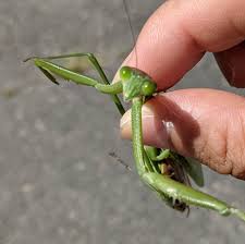 カマ様の持ち方 | 未就学児・小学校低学年の子と楽しむための昆虫採集＆標本づくり！