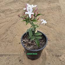 Image result for Jasminum stenolobum