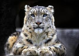 En otros países, como mongolia, vive en cotas mucho más bajas. Leopardo De Las Nieves Wiki Reino Animalia Fandom