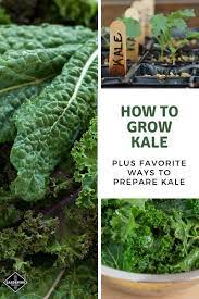 Learn How To Grow Kale In The Spring Garden Don T Miss These Kale Preparation Tips For After The Harvest Gard Kale Gardening Growing Kale Growing Vegetables