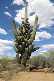 This familiarity does not prepare you, though, for the emotional impact of. 78 Armed Saguaro Az Arizona Cactus Saguaro Arizona Landscape