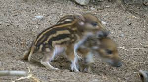 Pig, Wild Boar, Piglet, Cute