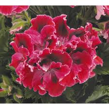 Image result for Geranium vagans