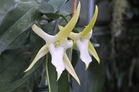 Image result for Angraecum infundibulare
