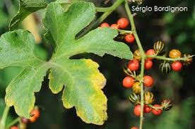 Image result for Cayaponia