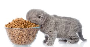 Merk makanan kucing ini mengandung kolostrum yang berfungsi untuk memperkuat sistem imun. Cara Memilih Makanan Anak Kucing Yang Bernutrisi Otw