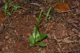 Image result for Ophioglossum costatum