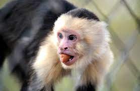 Capuchin Monkey Cool And Interesting Facts For Kids Capuchin Monkey Fun Facts For Kids Facts For Kids